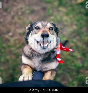 le joli chien brun est sur la genoux de son maître dans le jardin du printemps sur l'herbe verte et regarde fidèlement Banque D'Images