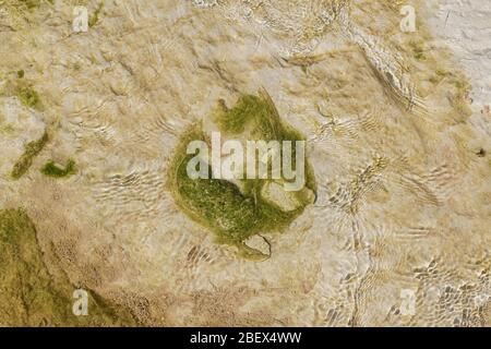 un étang en forme de fer à cheval s'écaille d'algues vertes qui poussent dans un lit de ruisseau de calcaire rose et une bande de roche de craie entourée de petites ondulations dans l'eau Banque D'Images