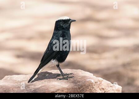 portrait de profil d'une lactosérum noir couronné blanc perché sur un rocher de calcaire rose dans le cratère de makhtesh ramon en israël avec un fond de mot Banque D'Images