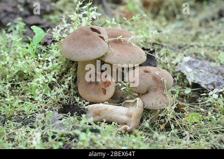 Lactarius mammosus, une calotte de lait comestible qui pousse sauvage en Finlande Banque D'Images