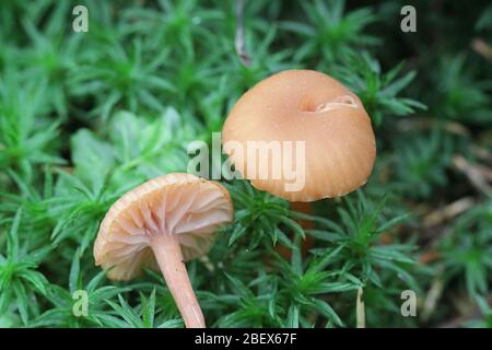 Laccaria laccata, communément connu sous le nom de l'imposteur, ou des champignons sauvages, Laccaria cireuse de la Finlande Banque D'Images