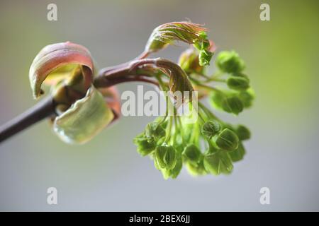 Acer platanoides, connu sous le nom de l'érable de Norvège Banque D'Images