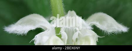 Lamium album, communément appelé ortie blanche ou blanc dead-nettle Banque D'Images