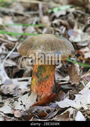 Neoboletus ou Boletus luridiformis luridiformis,, connu sous le scarletina bolet champignon sauvage, à partir de la Finlande Banque D'Images