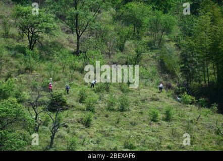 (200416) -- RONGAN, 16 avril 2020 (Xinhua) -- les villageois prennent soin des arbres fruitiers dans le village de Tongbantun du canton de dongqi, dans le comté de Rongan, région autonome de Guangxi Zhuang, en Chine méridionale, 12 avril 2020. Long Gexiong, 52 ans, a quitté sa ville natale à 24 ans et a fait de la chasse pour des emplois dans la ville de Liuzhou, dans la région autonome Guangxi Zhuang, en Chine méridionale. Après deux décennies de travail à l'extérieur, il est revenu enfin à son village d'origine dans les montagnes profondes. Longtemps abandonné de l'école en 1986 en raison de la pauvreté et a émoussé une vie en plantant des prunes arbres. Cependant, les collines stériles et la pénurie d'eau ont entraîné une mauvaise superficie en ha Banque D'Images