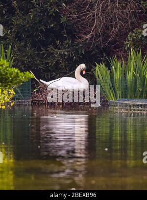 Brighton UK 16 avril 2020 - un cygne muet sur son nid alors que la faune atteint sa vie tôt le matin au Queens Park à Brighton sous un soleil chaud alors que les restrictions de verrouillage continuent dans tout le Royaume-Uni pendant la crise pandémique Coronavirus COVID-19 . Crédit: Simon Dack / Alay Live News Banque D'Images