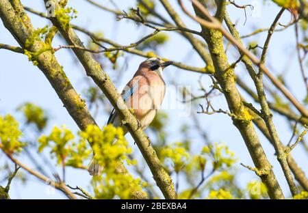 Brighton UK 16 avril 2020 - un Jay perches dans un arbre alors que la faune sauvage vient à la vie tôt dans la matinée au Queens Park à Brighton sous un soleil chaud alors que les restrictions de verrouillage continuent dans tout le Royaume-Uni pendant la crise pandémique Coronavirus COVID-19 . Crédit: Simon Dack / Alay Live News Banque D'Images