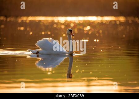 Commun européen sauvage grand oiseau muet cygne, Cygnus olor, nage en soirée sur l'étang, couleur dorée avec beau bokeh sur le rétroéclairage. République tchèque Europe sauvage Banque D'Images