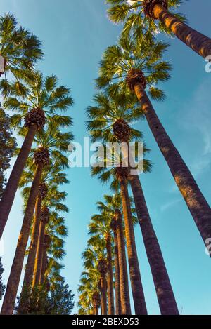 Vue à bas angle de plusieurs palmiers tropicaux dans une journée ensoleillée et lumineuse à Athènes, Grèce Banque D'Images