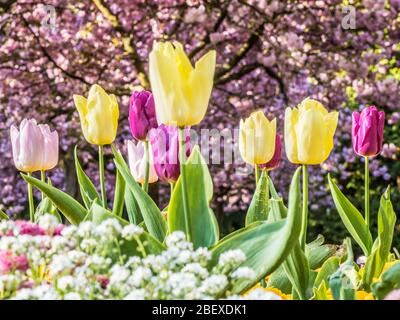 Tulipes jaunes, roses et violettes dans un lit d'alyssum blanc sur un fond hors du foyer de cerisier rose. Banque D'Images