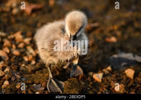 Cygne noir et cygnet, laid duckling Banque D'Images