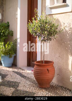 Olive dans un pot d'argile rouge par une porte en Grèce Banque D'Images