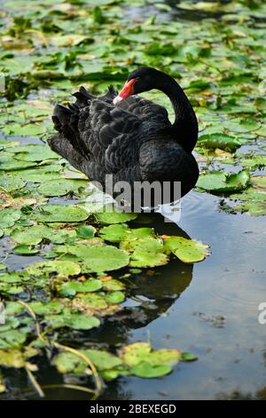 Cygne noir et cygnet, laid duckling Banque D'Images