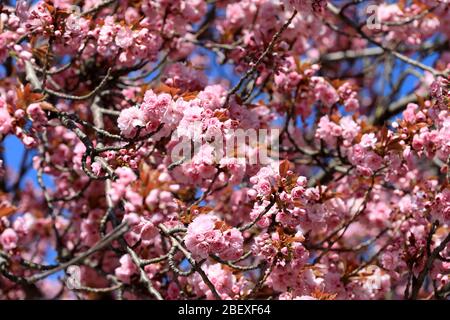 Magdeburg, Allemagne. 15 avril 2020. Splendeur florissante d'une cerise ornementale japonaise qui fleurit lentement dans la capitale de l'État. Les températures douces devraient se poursuivre dans les jours à venir. Crédit: Peter Gercke/dpa-Zentralbild/ZB/dpa/Alay Live News Banque D'Images