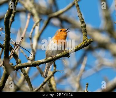 Robin (erithacus Rubecula) chantant sur une branche, Almondell Country Park, West Lothian, Écosse. Banque D'Images