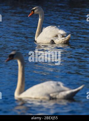 Demnitz, Allemagne. 15 avril 2020. Deux bosses (Cygnus olor) nagent sur un lac. Crédit: Patrick Pleul/dpa-Zentralbild/ZB/dpa/Alay Live News Banque D'Images