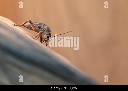 Gros plan sur un cricket de maison dans un vivarium au Royaume-Uni Banque D'Images