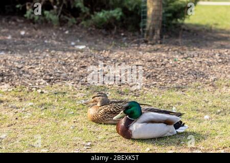 Près de deux canards sauvages marchez sur l'herbe verte près d'un étang. Canards marchant. Banque D'Images