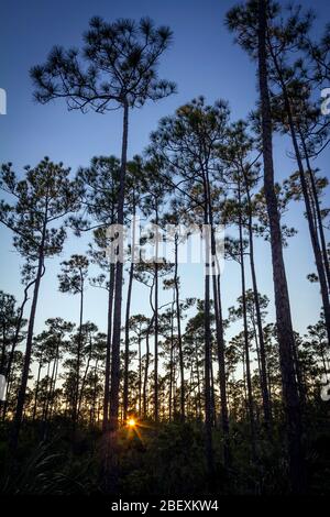 Coucher du soleil au parc national des Everglades, Pine Trees, Floride, États-Unis. Banque D'Images