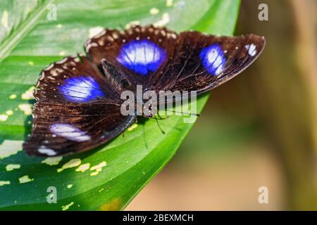 Commun Eggfly - Hypolimnas bolina, beau papillon coloré des buissons et forêts asiatiques et australiennes, Malaisie. Banque D'Images