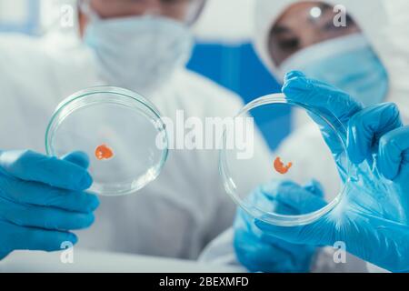 foyer sélectif de deux biochimistes qui tiennent des boîtes de petri avec biomatériaux Banque D'Images