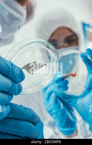 focalisation sélective des biochimistes qui tiennent des boîtes de petri avec des feuilles vertes et des biomatériaux Banque D'Images