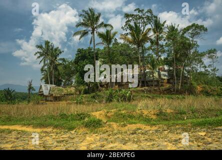 Kampung Citorek a isolé de vieilles maisons de village traditionnelles sur pilotis entourées de grands palmiers vus à Java, Indonésie Banque D'Images