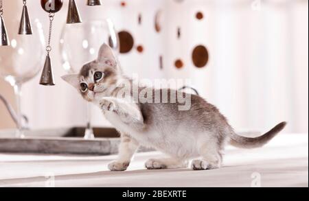 Chat birman. Chaton jouant avec peu de cloches argentées. Allemagne Banque D'Images