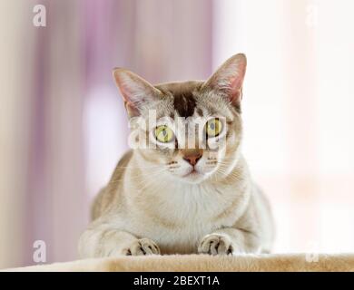 Chat birman. Adulte allongé sur un poteau de rayures. Allemagne Banque D'Images