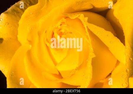 DÉTAIL DE GROS PLAN DU CENTRE DE ROSE JAUNE RECOUVERT DE GOUTTES DE PLUIE Banque D'Images