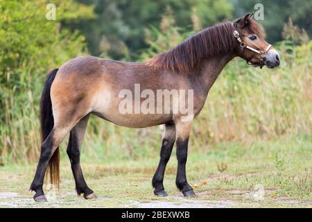 Poney Exmoor. Bay mare debout, vu côte à côte. Allemagne Banque D'Images