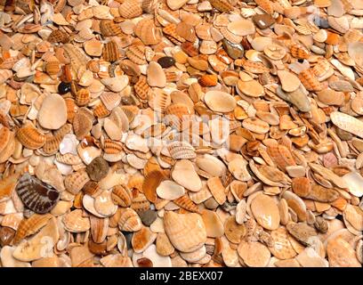 texture de fond petites pierres de mer, hétérogène brun-jaune, gravier humide avec Banque D'Images