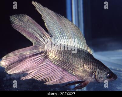 Chasseur siamois à double queue argent (Betta Splendens) Banque D'Images