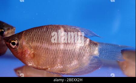 Gourami au chocolat, Shaerichthys osphromenoides Banque D'Images