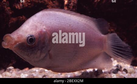 Gourami kissing rose, Helostoma temminckii Banque D'Images