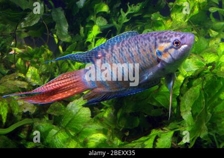 Poisson de paradis, Macropodus opercularis Banque D'Images