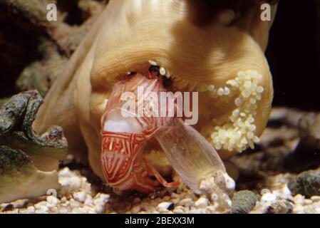 Anemone de mer (Heteractis sp.) alimentant une crevette camel mue (Rhynchocinetes uritai) Banque D'Images