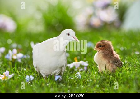 Poulet Dove et Welsummer blanc africain à col fleuri au printemps. Allemagne Banque D'Images