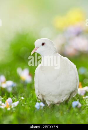 Dove à col blanc africain sur un pré fleuri au printemps. Allemagne Banque D'Images