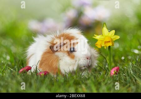 Abyssinian Guinée Pig, Cavie sur un pré fleuri au printemps. Allemagne Banque D'Images