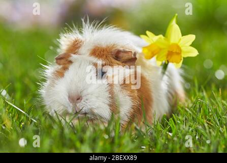 Abyssinian Guinée Pig, Cavie sur un pré fleuri au printemps. Allemagne Banque D'Images