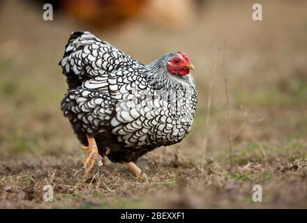 Wyandotte Bantam. Poules de poule lacées à l'argent pour la nourriture. Allemagne Banque D'Images