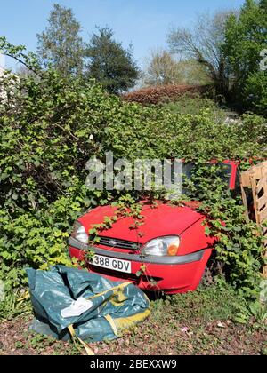 Une Ford Fiesta presque entièrement couverte de brambles à Westbury, Wiltshire, Royaume-Uni. Banque D'Images