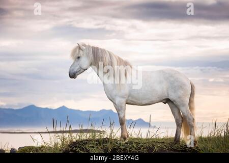 Cheval islandais. Gelding gris debout sur la côte de l'Islande Banque D'Images