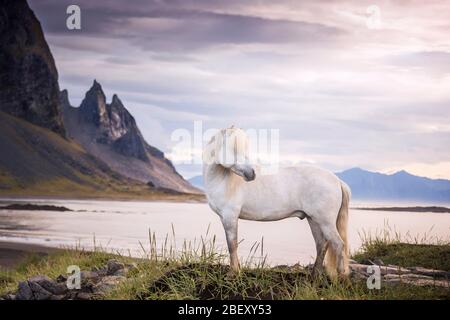 Cheval islandais. Gelding gris debout sur la côte de l'Islande Banque D'Images