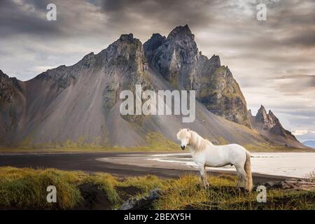 Cheval islandais. Gelding gris debout sur la côte de l'Islande Banque D'Images