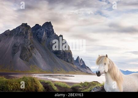 Cheval islandais. Gelding gris debout sur la côte de l'Islande Banque D'Images