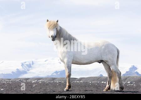 Cheval islandais. Gelding gris debout dans un paysage glacé. Islande Banque D'Images