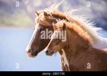 Cheval islandais. Pinto mare avec chtaignier sur un pâturage. Islande Banque D'Images
