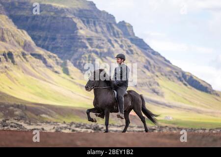 Cheval islandais. Cavalier sur l'étalon noir, exécutant un épeautre. Islande Banque D'Images